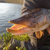 Omezení lovu ryb na Horním Kunratickém rybníku – K2