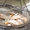 Zarybňování kapry a s tím omezení lovu ryb