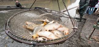 Zákaz lovu ryb na K1